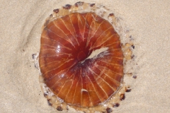 kwal#(20160616) fauna-overig