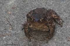 pad#(20250814)b fauna-overig
