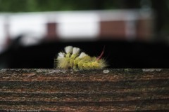 rups#(20250916)a fauna-overig