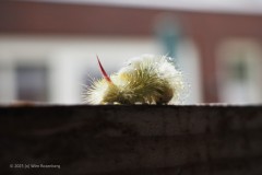 rups#(20250916)b fauna-overig