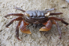 krab#(20141110) fauna-overig