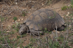 schildpad#(20161113) fauna-overig