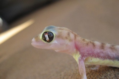 gecko#(20121202)a fauna-overig