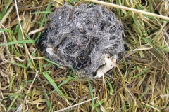 braakbal#(20130203) fauna-overig