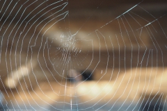 spinnenweb#(20230106)a fauna-overig