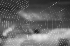 spinnenweb#(20230106)a zw fauna-overig