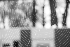 spinnenweb#(20230106)ab zw fauna-overig