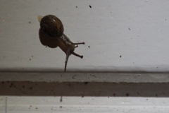 slak#(20200311) fauna-overig