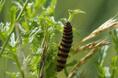 rups#(20220611)a  fauna-overig