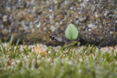 pad#(20200627)a fauna-overig