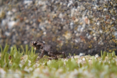 pad#(20200627)e fauna-overig