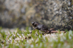 pad#(20200627)d fauna-overig