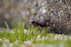 pad#(20200627)c fauna-overig