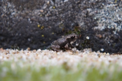 pad#(20200627)b fauna-overig