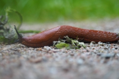 slak#(20240717)a  fauna-overig