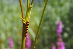 rups#(20220724)  fauna-overig