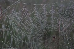 spinnenweb#(20230909) fauna-overig