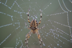 spin#(20230909) fauna-overig