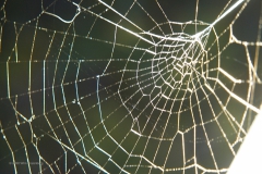 spinnenweb#(20200910) fauna-overig
