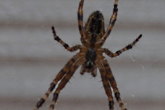 spin#(20200914) fauna-overig