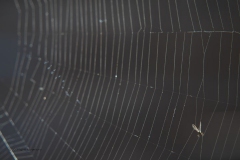 spinnenweb#(20190420) fauna-overig
