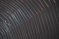 spinnenweb#(20190420) fauna-overig