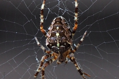 spin#(20200925) fauna-overig