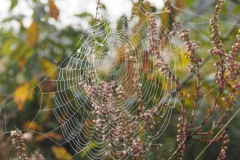 spinnenweb#(20211010)a fauna-overig