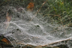 spinnenweb#(20211010)b fauna-overig