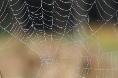 spinnenweb#(20211010)e fauna-overig