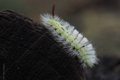 rups#(20201010) fauna-overig