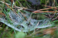 spinnenweb#(20231117) fauna-overig