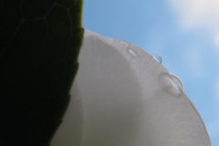 camelia#(20140111) flora