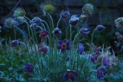 wildemanskruid#(20180421)b flora