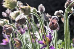 wildemanskruid#(20180421)a flora