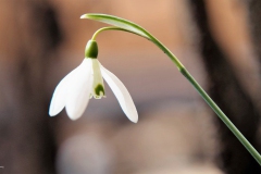sneeuwklokje#(20180307) flora
