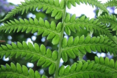 varen#(20110707) flora