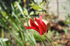 tulp#(20260412) flora