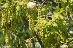 eik#(20250426)a flora