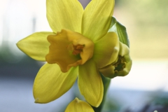 narcis#(20250308) flora