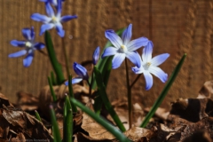 scilla#(20250321) flora