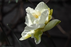 narcis#(20240323) flora