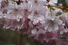 prunus#(20250329)b flora