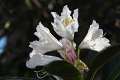 rododendron#(20240410) flora