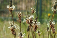 weegbree#(20240510)a flora