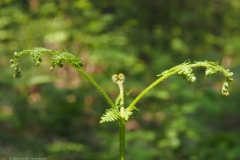 varen#(20230521)b flora