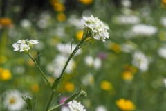 grijskruid#(20240527) flora