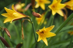 hemerocallis#(20220529) flora