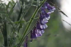 wikke#(20240529)b flora