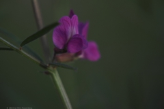 wikke#(20240529)aa flora